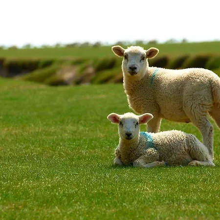 Canny Brow Barn בית נופש קנדל